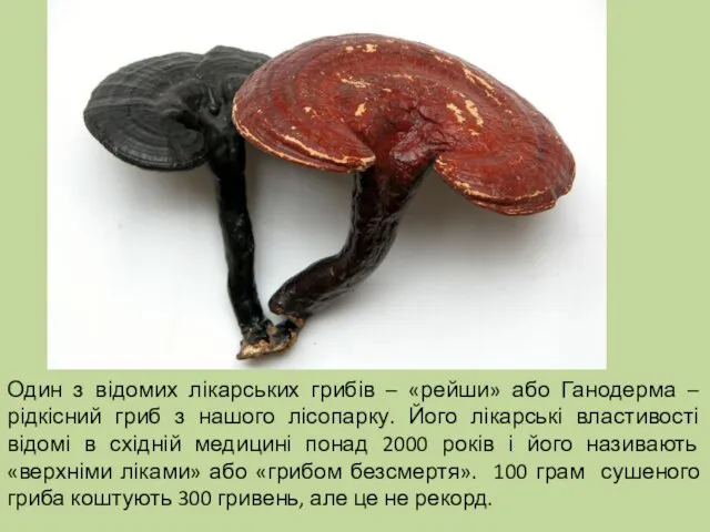 Один з відомих лікарських грибів – «рейши» або Ганодерма – рідкісний гриб