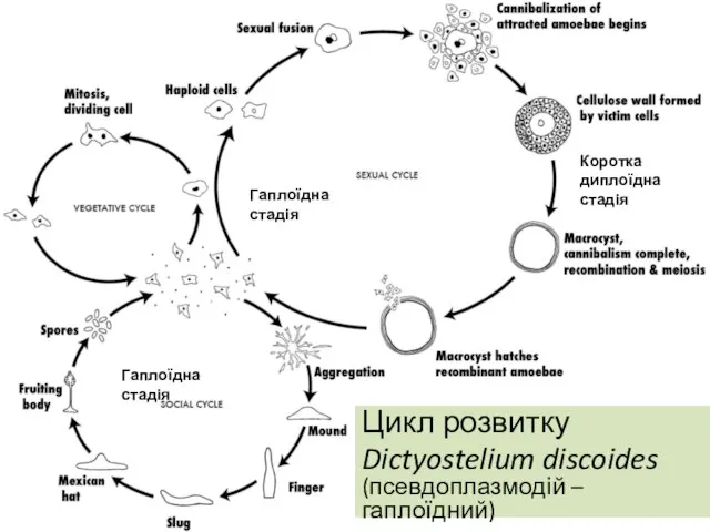Цикл розвитку Dictyostelium discoides (псевдоплазмодій – гаплоїдний) Гаплоїдна стадія Гаплоїдна стадія Коротка диплоїдна стадія