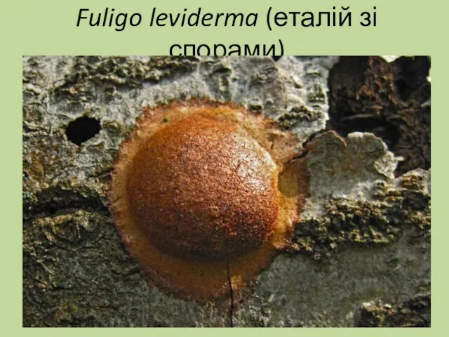 Fuligo leviderma (еталій зі спорами)