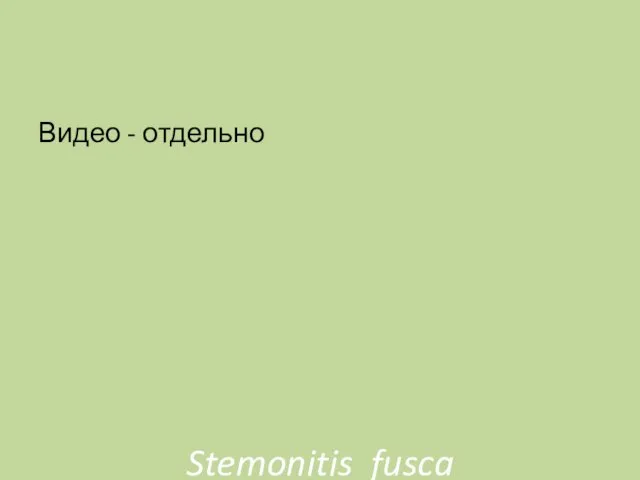 Stemonitis fusca Видео - отдельно