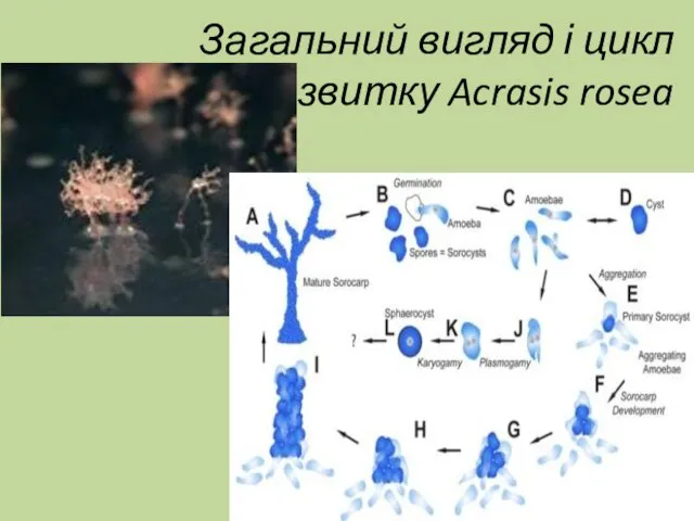 Загальний вигляд і цикл розвитку Acrasis rosea
