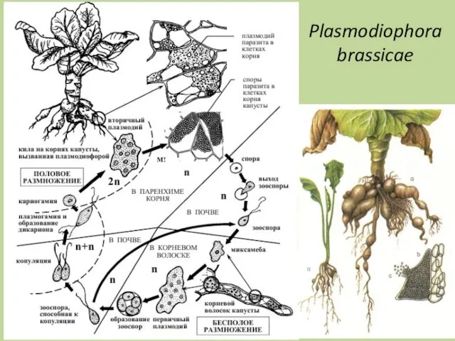 Plasmodiophora brassicae