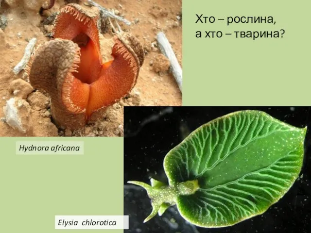 Хто – рослина, а хто – тварина? Elysia chlorotica Hydnora africana