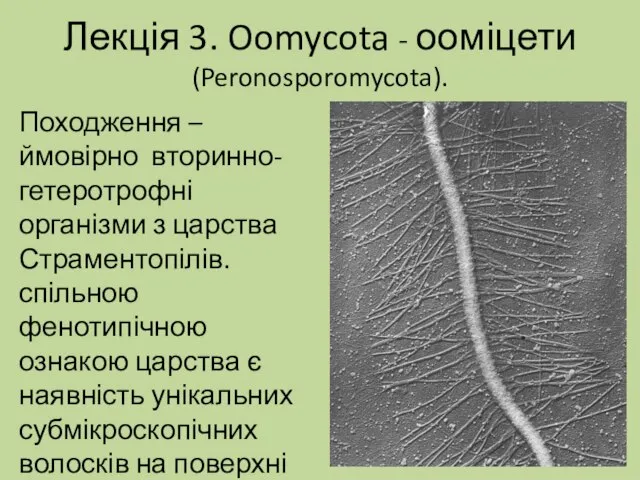 Лекція 3. Oomycota - ооміцети (Peronosporomycota). Походження – ймовірно вторинно-гетеротрофні організми з