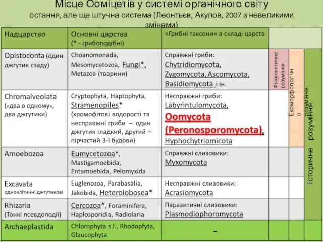 Місце Ооміцетів у системі органічного світу остання, але ще штучна система (Леонтьєв,