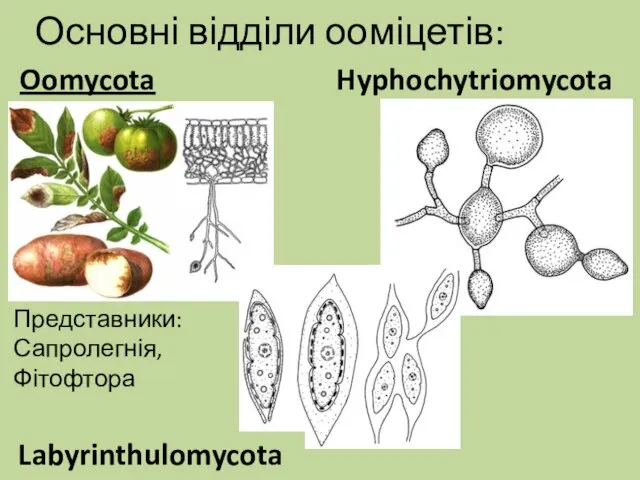 Основні відділи ооміцетів: Oomycota Hyphochytriomycota Labyrinthulomycota Представники: Сапролегнія, Фітофтора