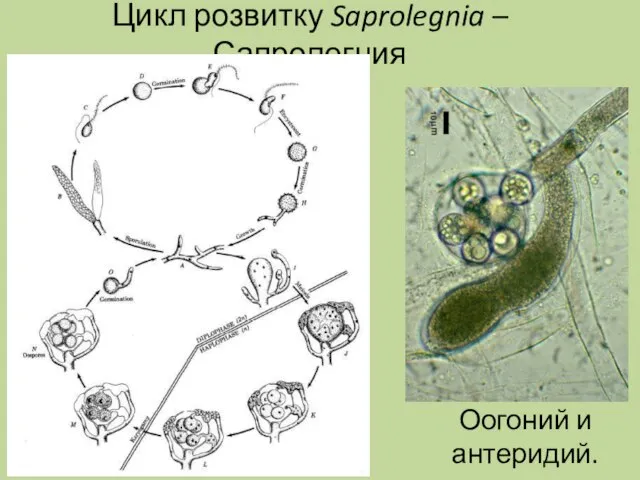 Цикл розвитку Saprolegnia – Сапролегния Оогоний и антеридий.