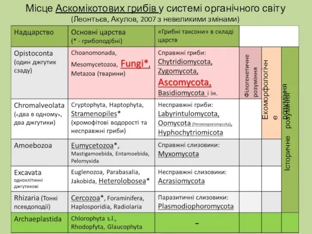 Місце Аскомікотових грибів у системі органічного світу (Леонтьєв, Акулов, 2007 з невеликими