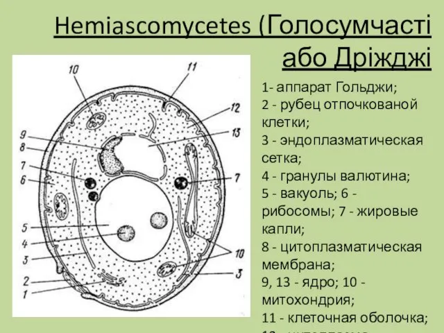 Hemiascomycetes (Голосумчасті або Дріжджі 1- аппарат Гольджи; 2 - рубец отпочкованой клетки;