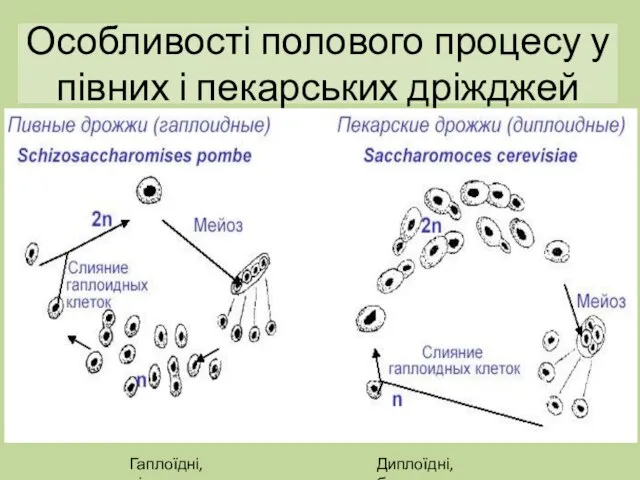 Особливості полового процесу у півних і пекарських дріжджей Диплоїдні, брунькуються Гаплоїдні, діляться