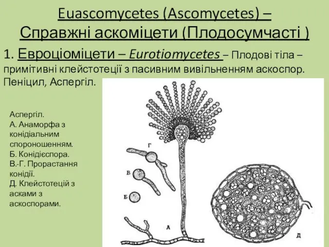 Euascomycetes (Ascomycetes) – Справжні аскоміцети (Плодосумчасті ) 1. Евроціоміцети – Eurotiomycetes –