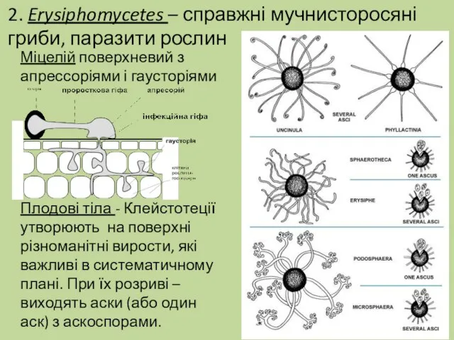 2. Erysiphomycetes – справжні мучнисторосяні гриби, паразити рослин Міцелій поверхневий з апрессоріями