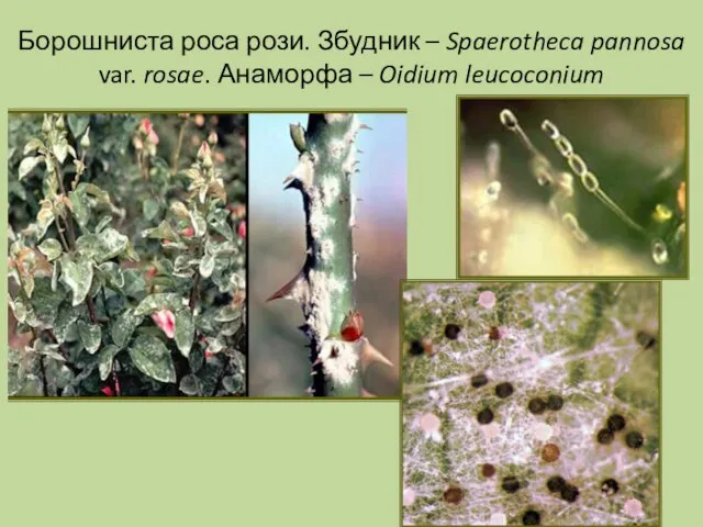 Борошниста роса рози. Збудник – Spaerotheca pannosa var. rosae. Анаморфа – Oidium leucoconium