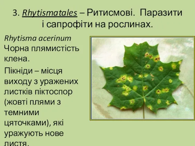 3. Rhytismatales – Ритисмові. Паразити і сапрофіти на рослинах. Rhytisma acerinum Чорна