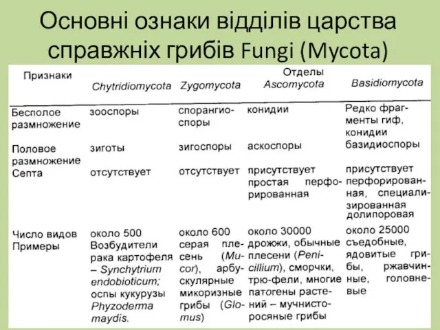 Основні ознаки відділів царства справжніх грибів Fungi (Mycota)