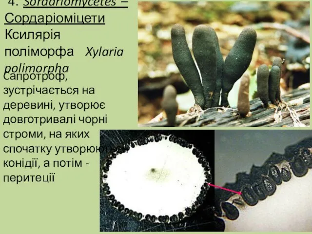 4. Sordariomycetes – Сордаріоміцети Ксилярія поліморфа Xylaria polimorpha Cапротроф, зустрічається на деревині,