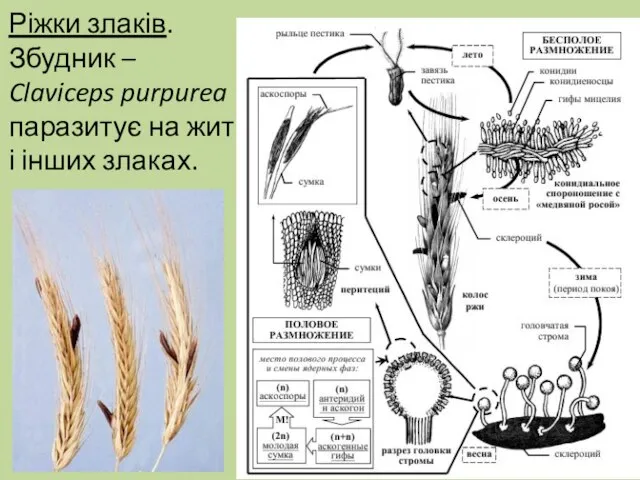 Ріжки злаків. Збудник – Claviceps purpurea паразитує на житі і інших злаках.