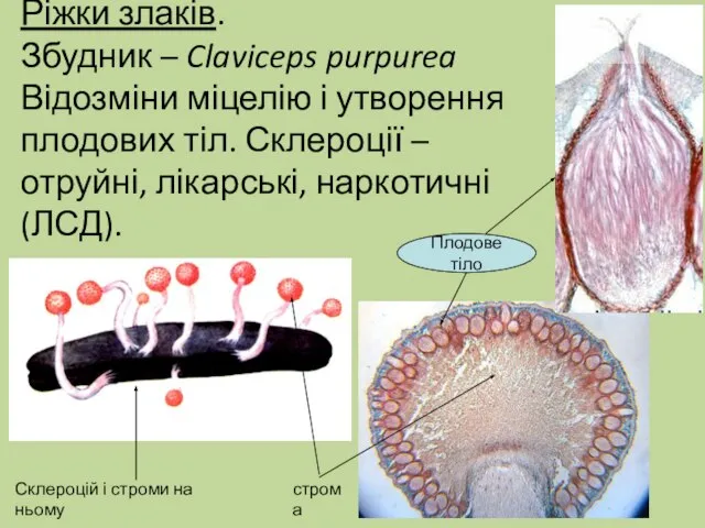 Ріжки злаків. Збудник – Claviceps purpurea Відозміни міцелію і утворення плодових тіл.