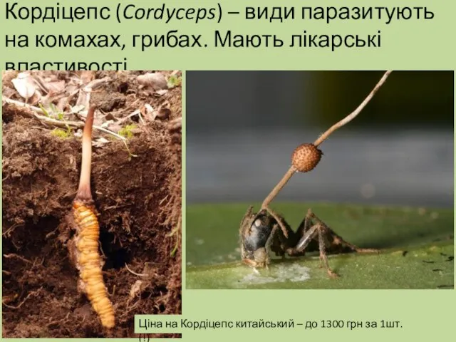 Кордіцепс (Cordyceps) – види паразитують на комахах, грибах. Мають лікарські властивості. Ціна