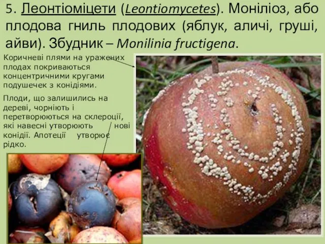 5. Леонтіоміцети (Leontiomycetes). Моніліоз, або плодова гниль плодових (яблук, аличі, груші, айви).