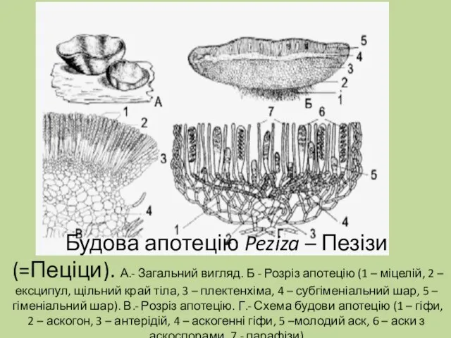 Будова апотецію Peziza – Пезізи (=Пеціци). А.- Загальний вигляд. Б - Розріз