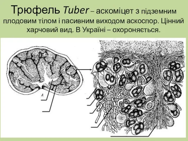 Трюфель Tuber – аскоміцет з підземним плодовим тілом і пасивним виходом аскоспор.