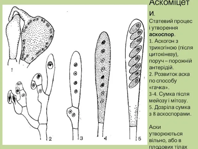 Аскоміцети. Статевий процес і утворення аскоспор. 1. Аскогон з трихогіною (після цитокінезу),