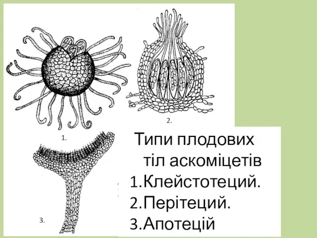 Типи плодових тіл аскоміцетів Клейстотеций. Перітеций. Апотецій 1. 2. 3.