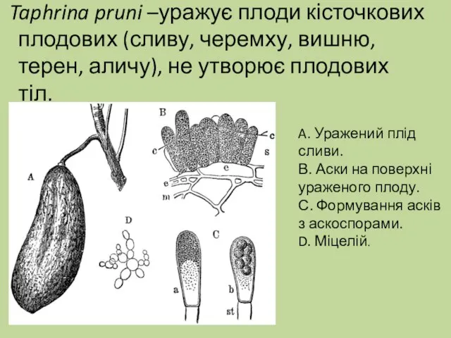 A. Уражений плід сливи. В. Аски на поверхні ураженого плоду. С. Формування