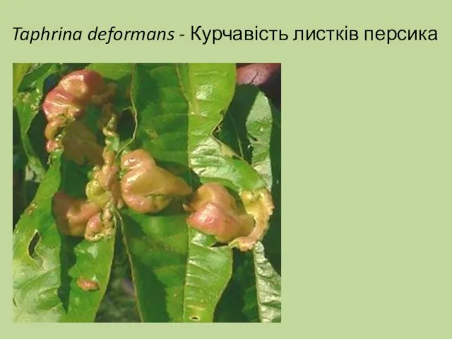 Taphrina deformans - Курчавість листків персика