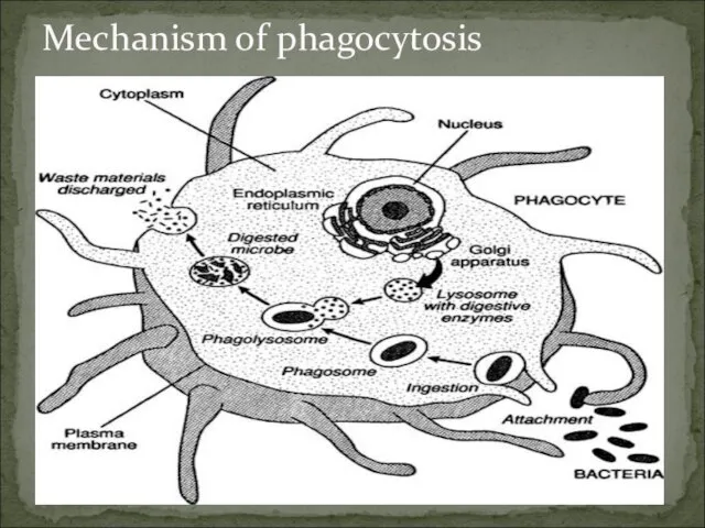 Mechanism of phagocytosis