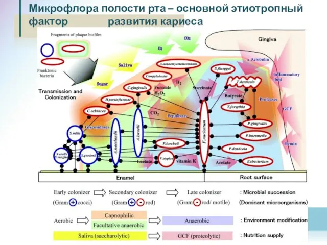 Микрофлора полости рта – основной этиотропный фактор развития кариеса