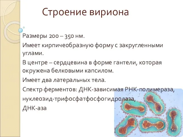 Строение вириона Размеры 200 – 350 нм. Имеет кирпичеобразную форму с закругленными