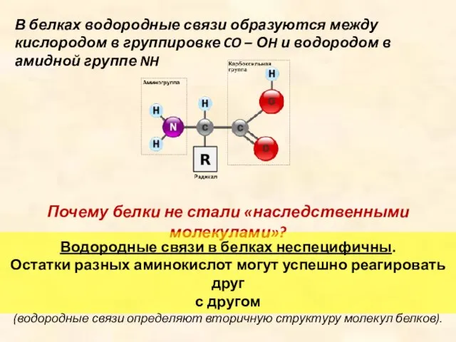 В белках водородные связи образуются между кислородом в группировке CO – ОH