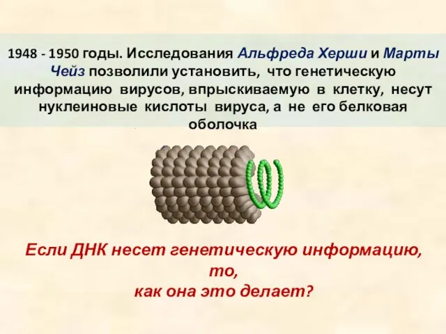 1948 - 1950 годы. Исследования Альфреда Херши и Марты Чейз позволили установить,