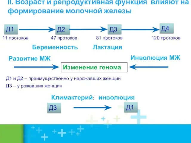 II. Возраст и репродуктивная функция влияют на формирование молочной железы Д1 Д2