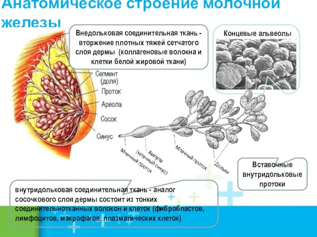 Анатомическое строение молочной железы Вставочные внутридольковые протоки внутридольковая соединительная ткань - аналог