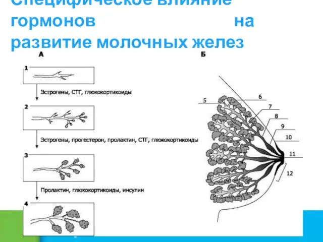 Специфическое влияние гормонов на развитие молочных желез