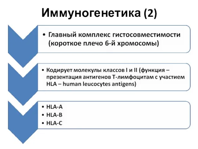 Иммуногенетика (2)