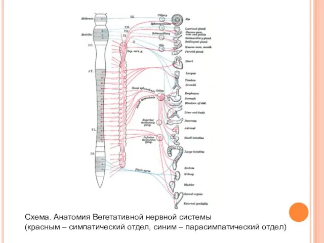 Схема. Анатомия Вегетативной нервной системы (красным – симпатический отдел, синим – парасимпатический отдел)