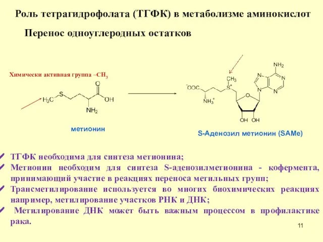 Роль тетрагидрофолата (ТГФК) в метаболизме аминокислот Перенос одноуглеродных остатков метионин ТГФК необходима