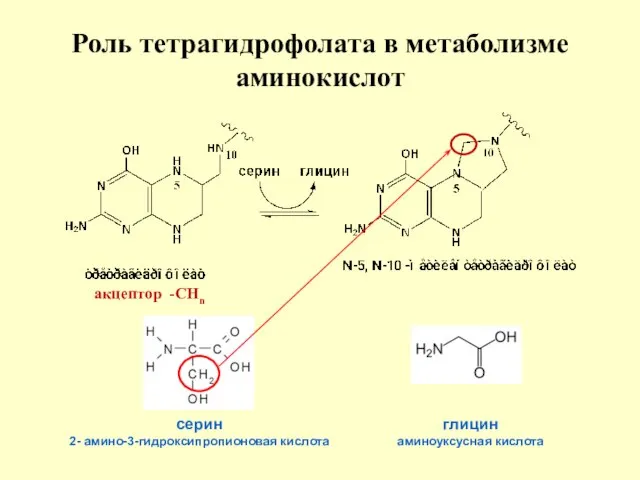 Роль тетрагидрофолата в метаболизме аминокислот серин 2- амино-3-гидроксипропионовая кислота глицин аминоуксусная кислота акцептор -СНn