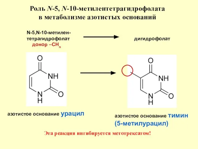 Роль N-5, N-10-метилентетрагидрофолата в метаболизме азотистых оснований азотистое основание урацил азотистое основание
