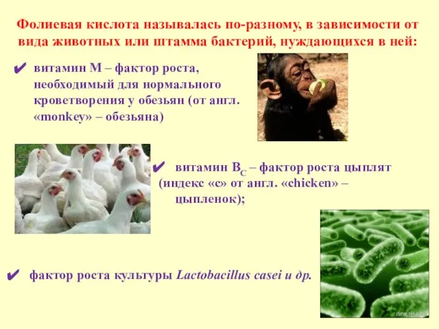 витамин ВС – фактор роста цыплят (индекс «с» от англ. «chicken» –