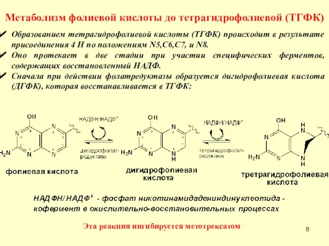 Метаболизм фолиевой кислоты до тетрагидрофолиевой (ТГФК) Образованием тетрагидрофолиевой кислоты (ТГФК) происходит в