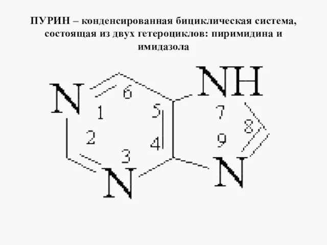 ПУРИН – конденсированная бициклическая система, состоящая из двух гетероциклов: пиримидина и имидазола