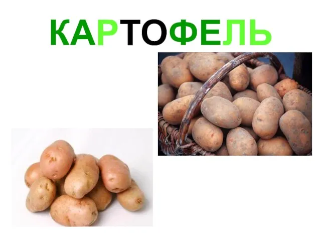 КАРТОФЕЛЬ