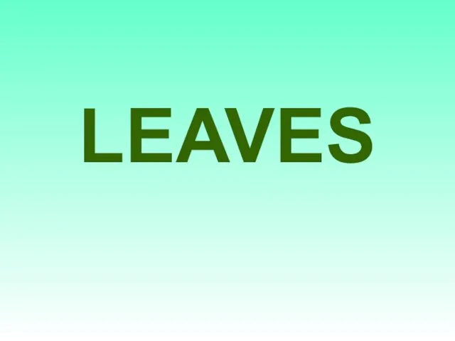 LEAVES