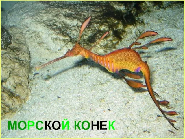 МОРСКОЙ КОНЕК