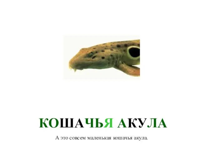 А это совсем маленькая кошачья акула. КОШАЧЬЯ АКУЛА